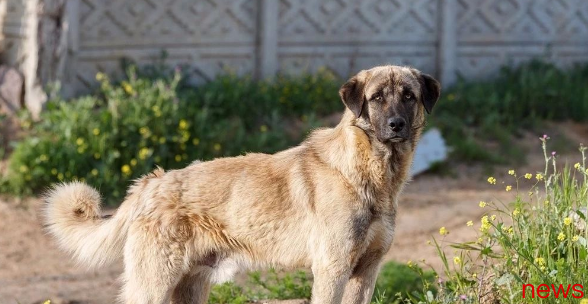 Do you have 37 species of forbidden mastiffs? !