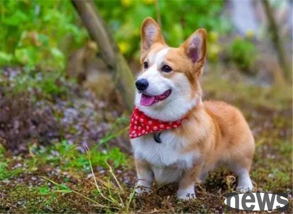 Will the dog bite the owner twice?