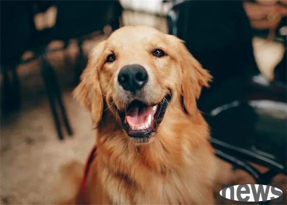 How to judge that a dog is mentally ill