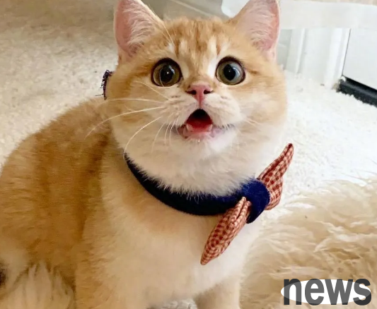 These five kinds of cats are very 