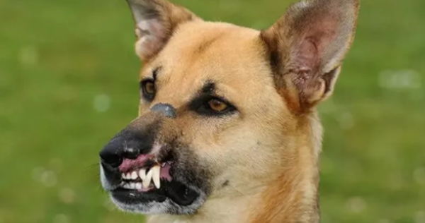 Dogs who are 