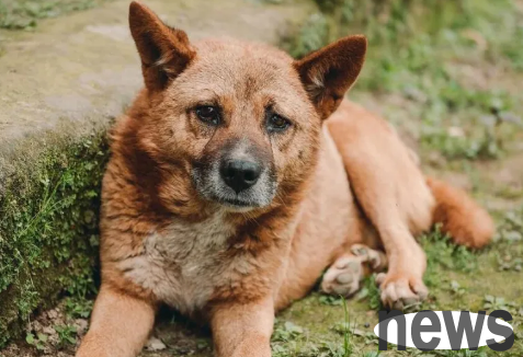 When raising dogs, why are there fewer vicious dogs in rural areas?