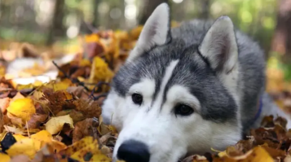 In fact, the dog is already very lonely, but you don’t know?