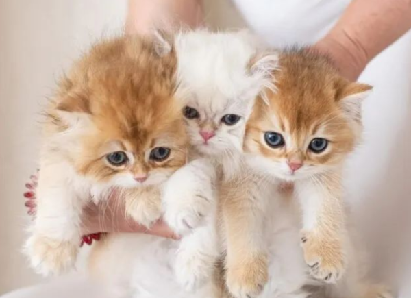 What should you pay attention to when feeding cats?