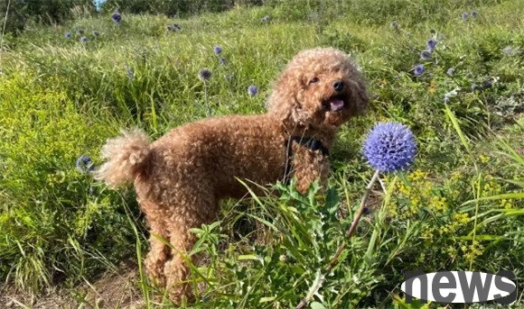 Dog owners come over: These 6 things should not be careless when raising dogs in spring