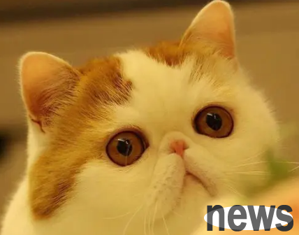 Cat s eye code: 5 key tips to help you understand cat s emotions and needs