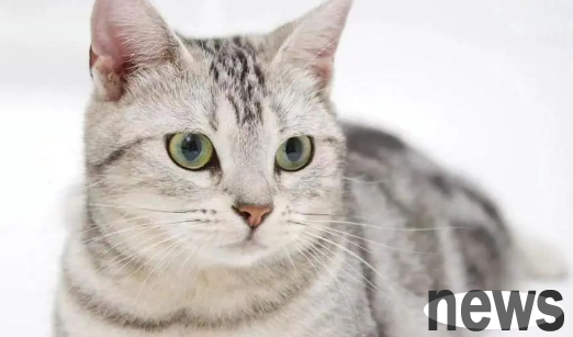 [Cat Pet] Do you know what are the most popular pet cats? Take a look at these ten types of pet cats