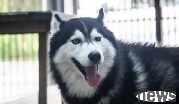 The first place in the dog’s IQ rankings!