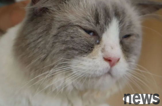 What is the manifestation of cats preventing disasters for people?