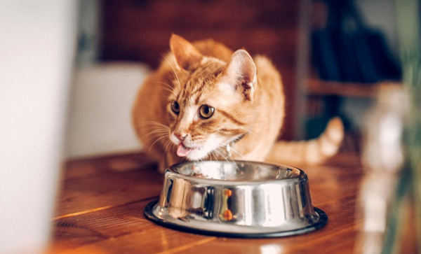 What should I do with cats during the New Year! 4 must-see ways for cat owners