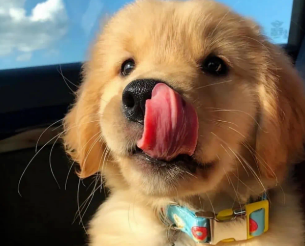 Puppies arrive at home, deworming inside and outside, vaccine feeding, please check the most important things to pay attention to with dog raising
