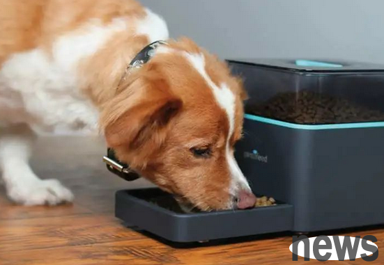 How do you know if your dog is full, is it really hungry or greedy?