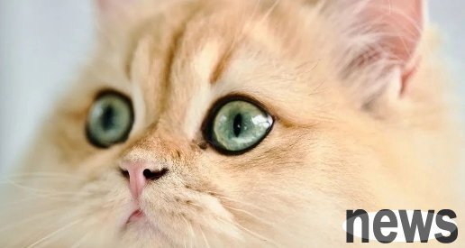 Do you know? When you touch the cat s chin, it thinks