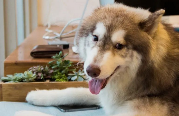 How to tame a dog and recognize you as your master