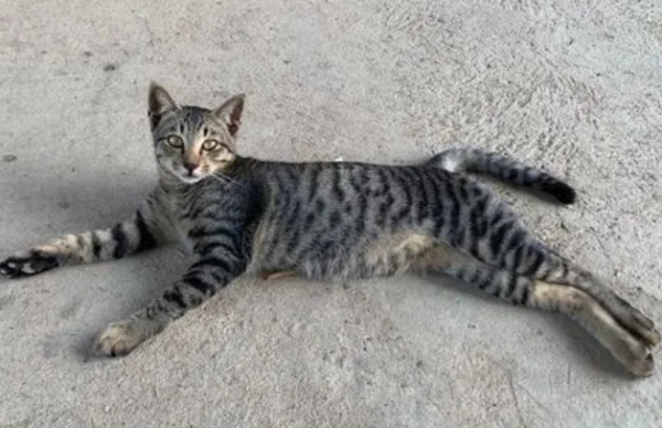 The 6 smartest cats, the last one you will never imagine!
