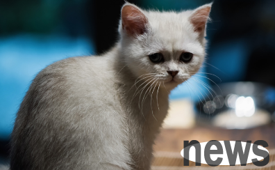 What to do if a cat sneezes and throws out a thick snot