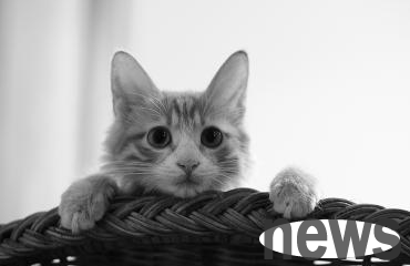 What should I do if a cat accidentally eats something? What should I do if a cat eats something by mistake?