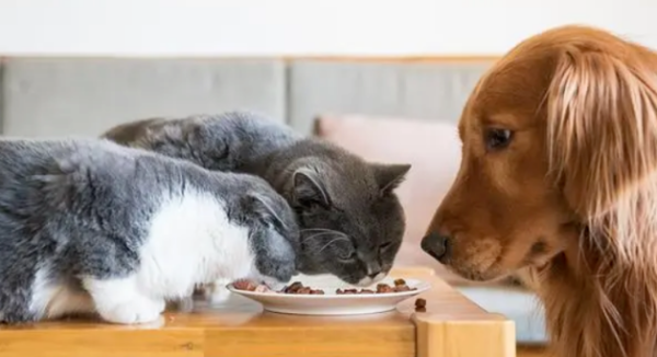 Can dogs eat cat food or canned food?