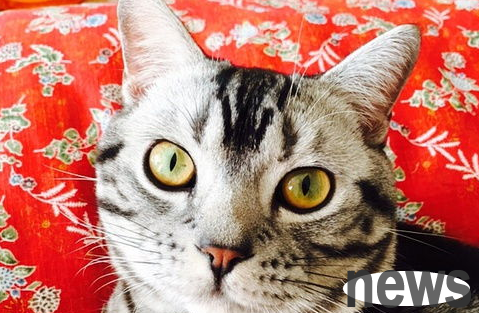 What should I do if a cat in heat doesn’t eat? How to solve it?
