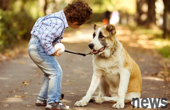 What should I do if my dog’s lipstick can’t be collected?