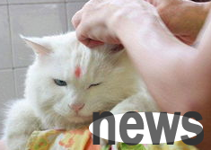 You said, what should I do if my cat s ears are itchy?