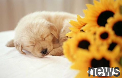 What should I do if the puppy barks all the time from 2 to 3 o clock in the middle of the night?