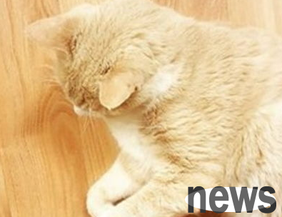 What to do if you step on a cat s feet?