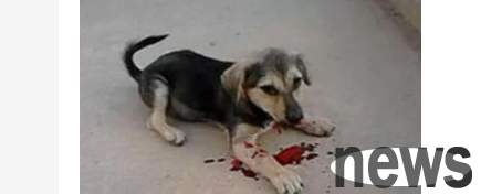 What should I do if my puppy vomits, diarrhea and irritates blood? Do dog vomiting, diarrhea, and bloody?