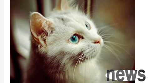 What should I do if my cat has bleeding when brushing teeth? How to deal with bleeding when a cat brushes its teeth?
