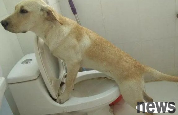 How to train your dog to use a dog toilet? Do you need a shoveler to take some patience and perseverance?