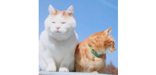 What should I do if the cat gets angry? What is the easiest way to do if a cat gets angry?