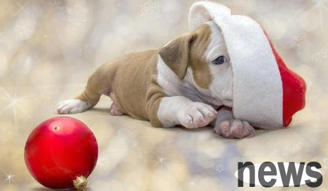What should I do if the dog keeps barking? What should I do if the puppies bark in the middle of the night?