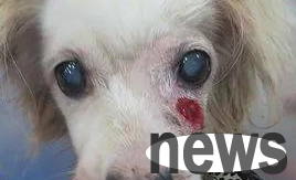 A detailed explanation of this article: What should I do if an elderly dog ​​has cataracts?