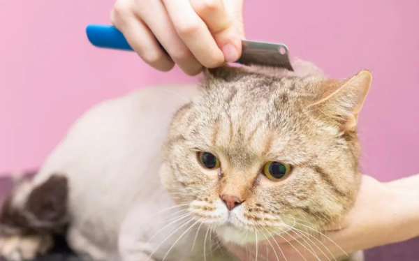 What should cats prepare before beauty and manicure? How to provide care for cats?