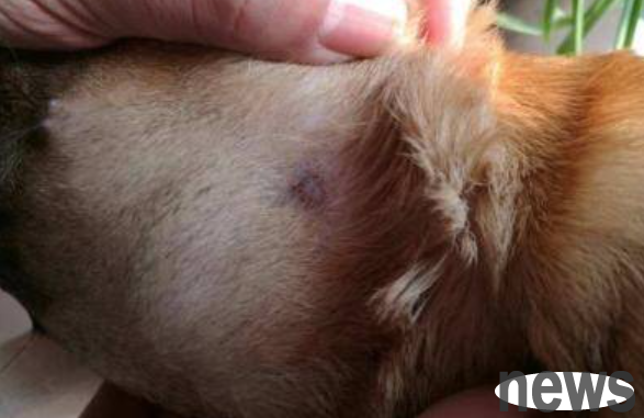 What to do if you have eczema in your dog? What should I do to get rid of eczema in dogs?