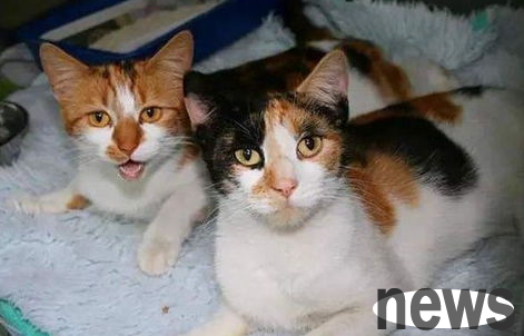 How to soothe the cat with a furry cat, cat stress response!