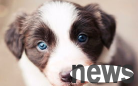 Tips on cute pets: Introduction to essential tools for dog grooming