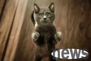 What should I do if a cat always has a bad temper?