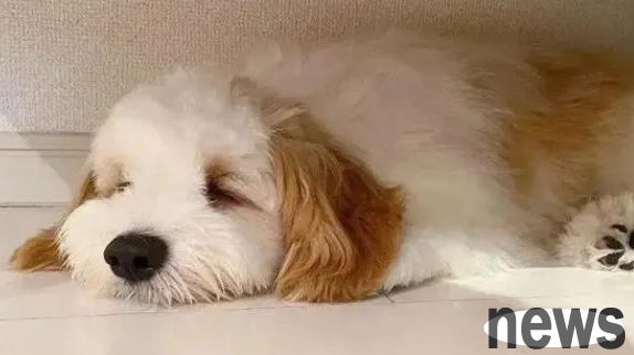 Can dog eyeliner be transmitted to people?