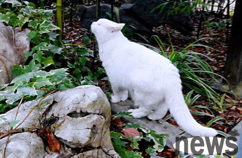 Teach you how to understand cats by looking at their tails!
