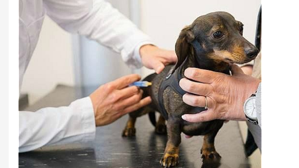 How do pets prevent heartworm disease in summer? Symptoms of heartworm infection in pets