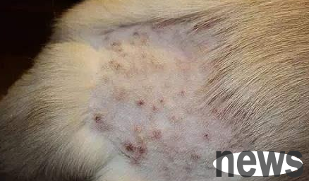 What are the common skin diseases in dogs? Come and have a look