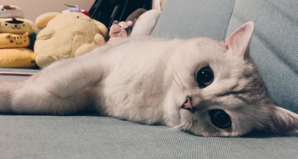 What effect does the odor have on cats? The cat smells sensitively!