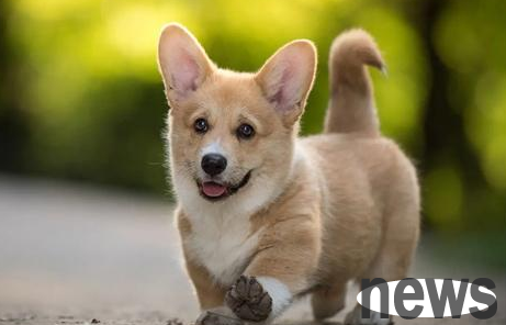 What are the elderly diseases do dogs have? What are the characteristics of dogs’ aging?