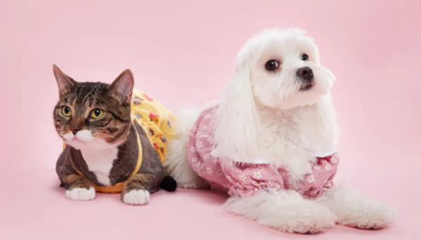 How to make dogs and cats live in peace