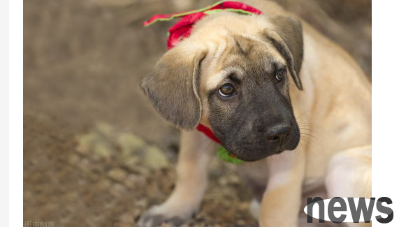 What are the reasons why dogs scratch their ears? Let s take a look at these~