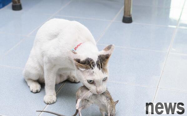 How old is the cat to start catching mice?