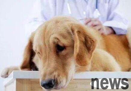 Pet Health | How do owners do physical examinations for pets