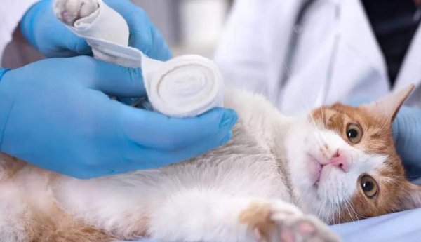 It is recommended to collect some hemorrhage-resisting methods for cats!