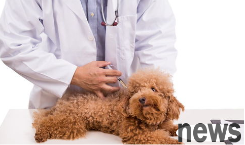 After the dog was vaccinated, he was unconscious!